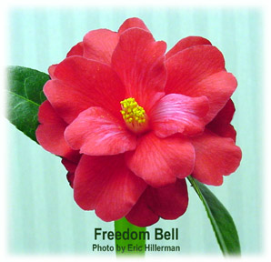 Freedom Bell - Camellia hyrbird non-Reticulata - Bloomed 12/23/03