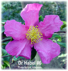 Dr. Habel #6 Camellia Japonica - Bloomed 11/27/03