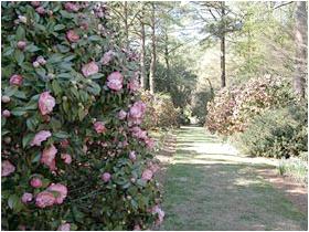 Visit the Hofheimer Garden at Norfolk Botanical Garden