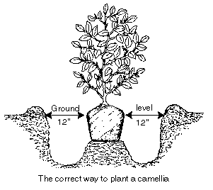 The correct way to plant a camellia